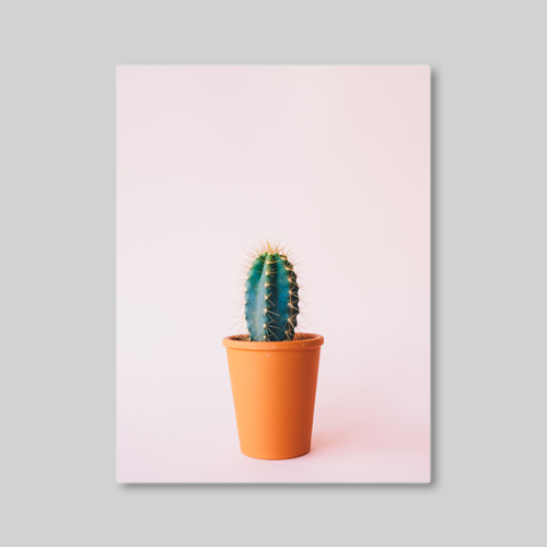 캔버스 - Cactus